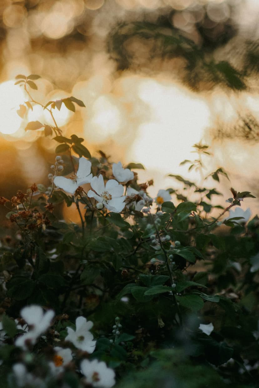 Greenery and flowers on a low sun backdrop.