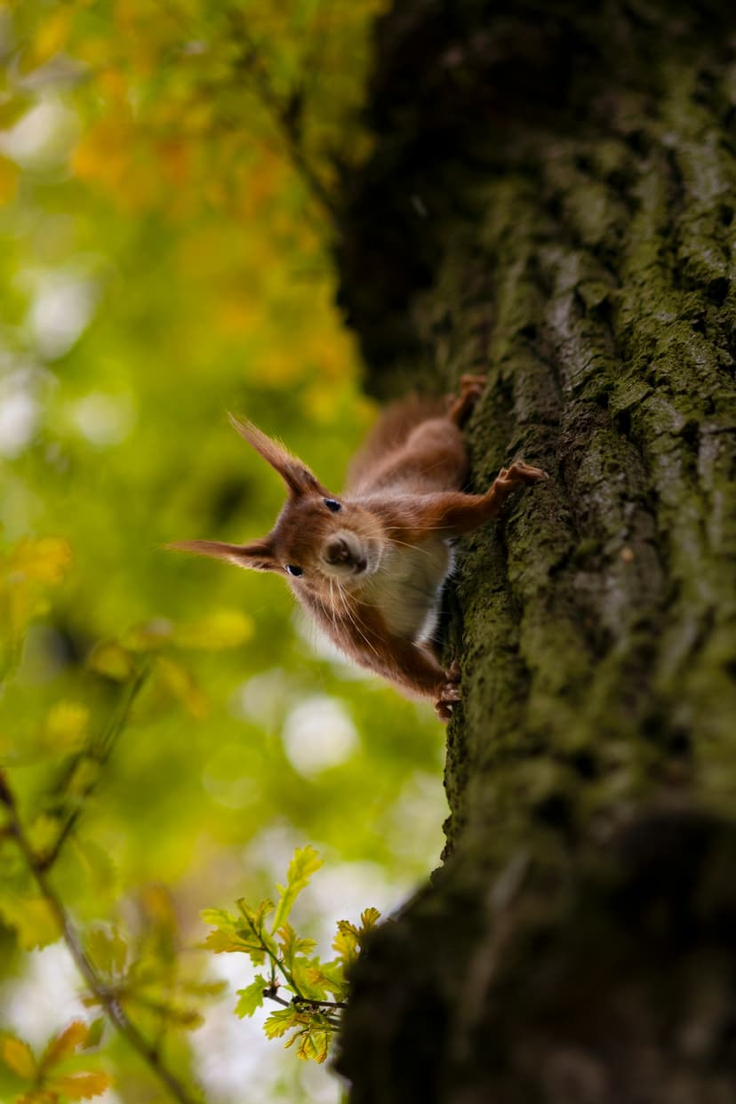 Squirrel on a tree looking at the camera